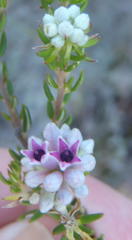 Phylica lachneaeoides