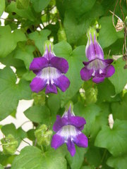 Maurandya barclayana