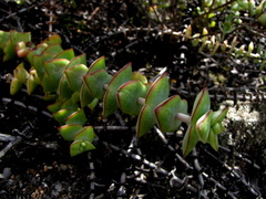 Crassula perforata perforata