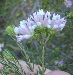 Phylica lachneaeoides