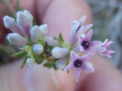 Phylica lachneaeoides