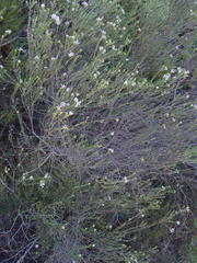Phylica lachneaeoides