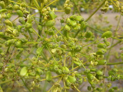 Opopanax chironium
