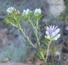 Phylica lachneaeoides