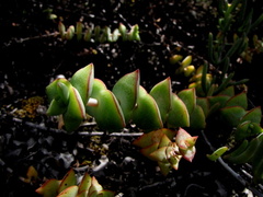 Crassula perforata perforata