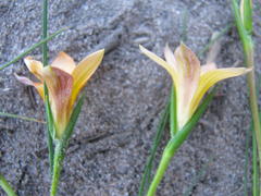 Romulea setifolia belviderica