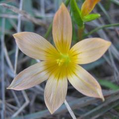 Romulea setifolia belviderica