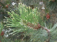 Pinus heldreichii