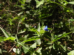 Commelina cyanea