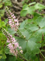 Veronica longifolia longifolia