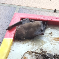 Chiroptera