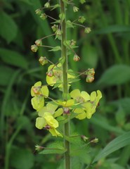 Verbascum levanticum
