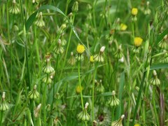 Urospermum picroides