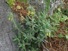 Onosma frutescens