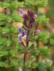 Salvia viridis