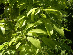 Stauntonia hexaphylla