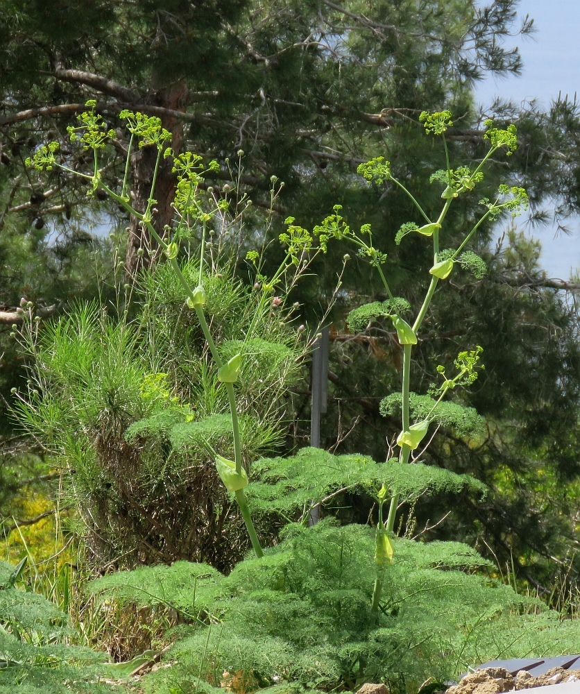 Ferula duranii