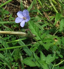 Erodium gruinum