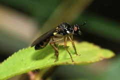 Dioctria lateralis