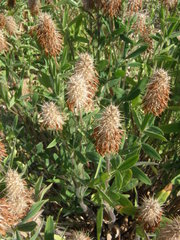 Trifolium pannonicum