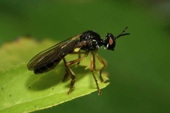 Dioctria lateralis