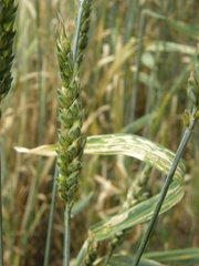 Triticum durum