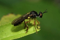 Dioctria lateralis