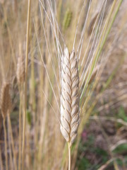 Triticum monococcum
