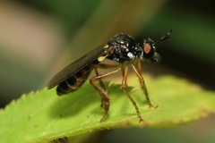 Dioctria lateralis