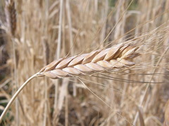 Triticum durum