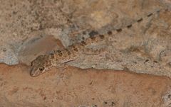 Tenuidactylus caspius