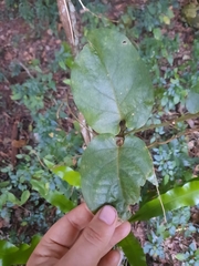 Parsonsia fulva