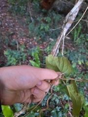 Parsonsia fulva