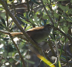 Dasyornis brachypterus