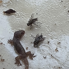 Diptera