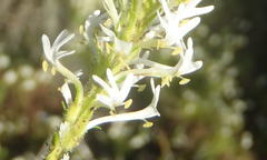 Dischisma ciliatum erinoides
