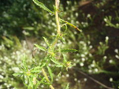 Dischisma ciliatum erinoides