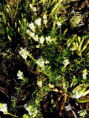 Dischisma ciliatum erinoides