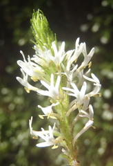 Dischisma ciliatum erinoides