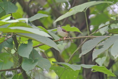 Prinia rufescens