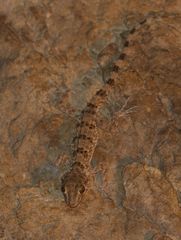 Tenuidactylus caspius