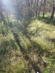 Melaleuca irbyana