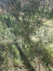 Melaleuca irbyana