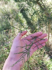 Melaleuca irbyana