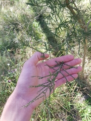 Melaleuca irbyana