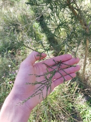 Melaleuca irbyana