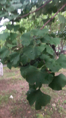Ginkgo biloba