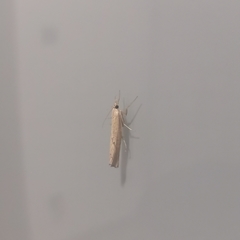 Agriphila inquinatella