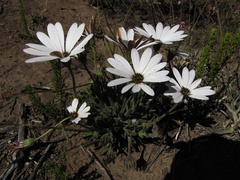 Dimorphotheca montana