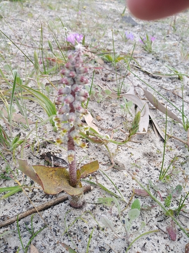 Image of Lachenalia variegata by no rights reserved